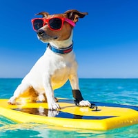 De vacaciones con tu perro - 24.298 Apartamentos y Casas de Vacaciones