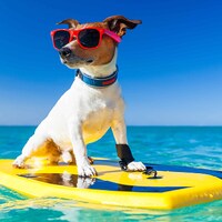 De vacaciones con tu perro - 19.127 Apartamentos y Casas de Vacaciones